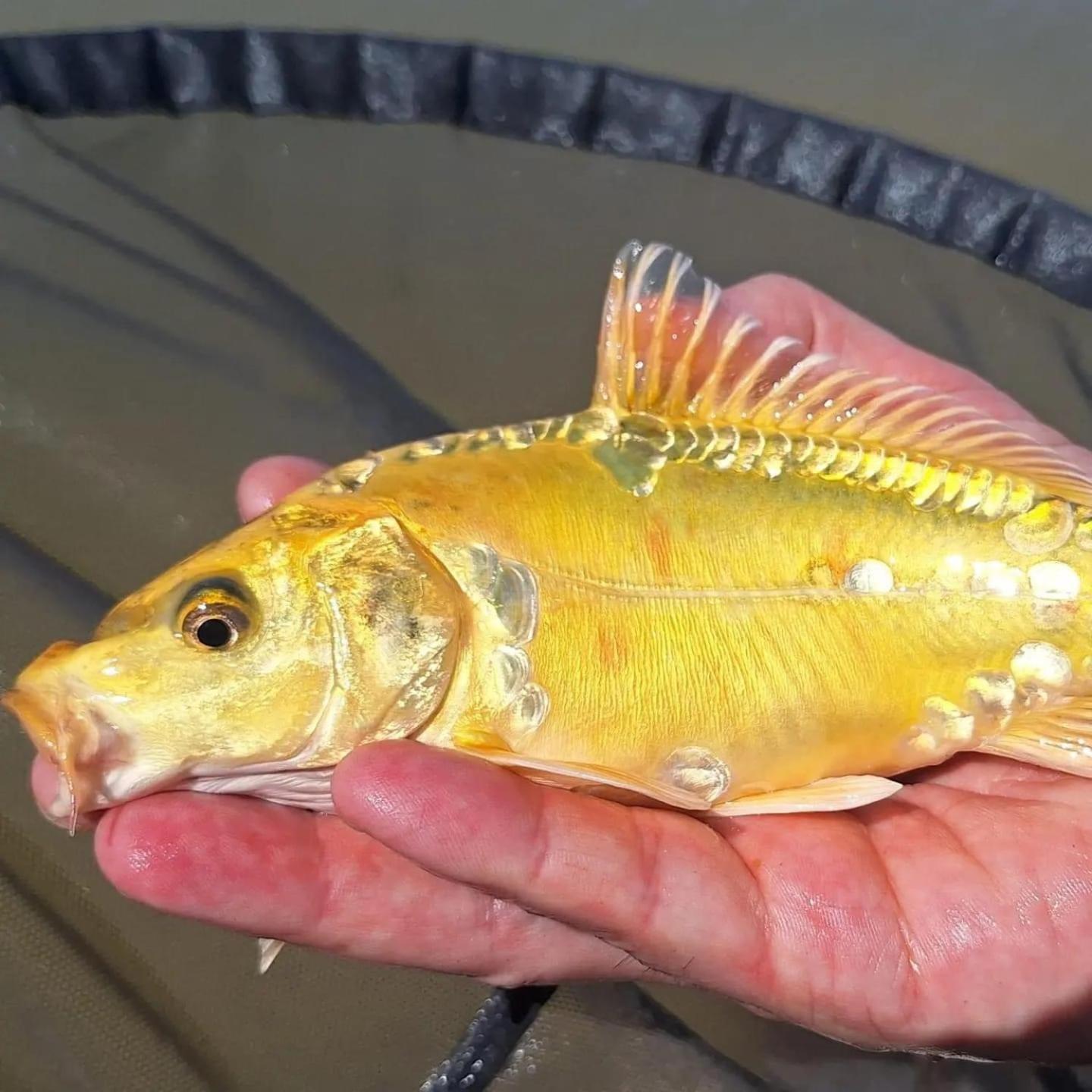 Lakeside Fishing Retreats Boston Bilik gambar