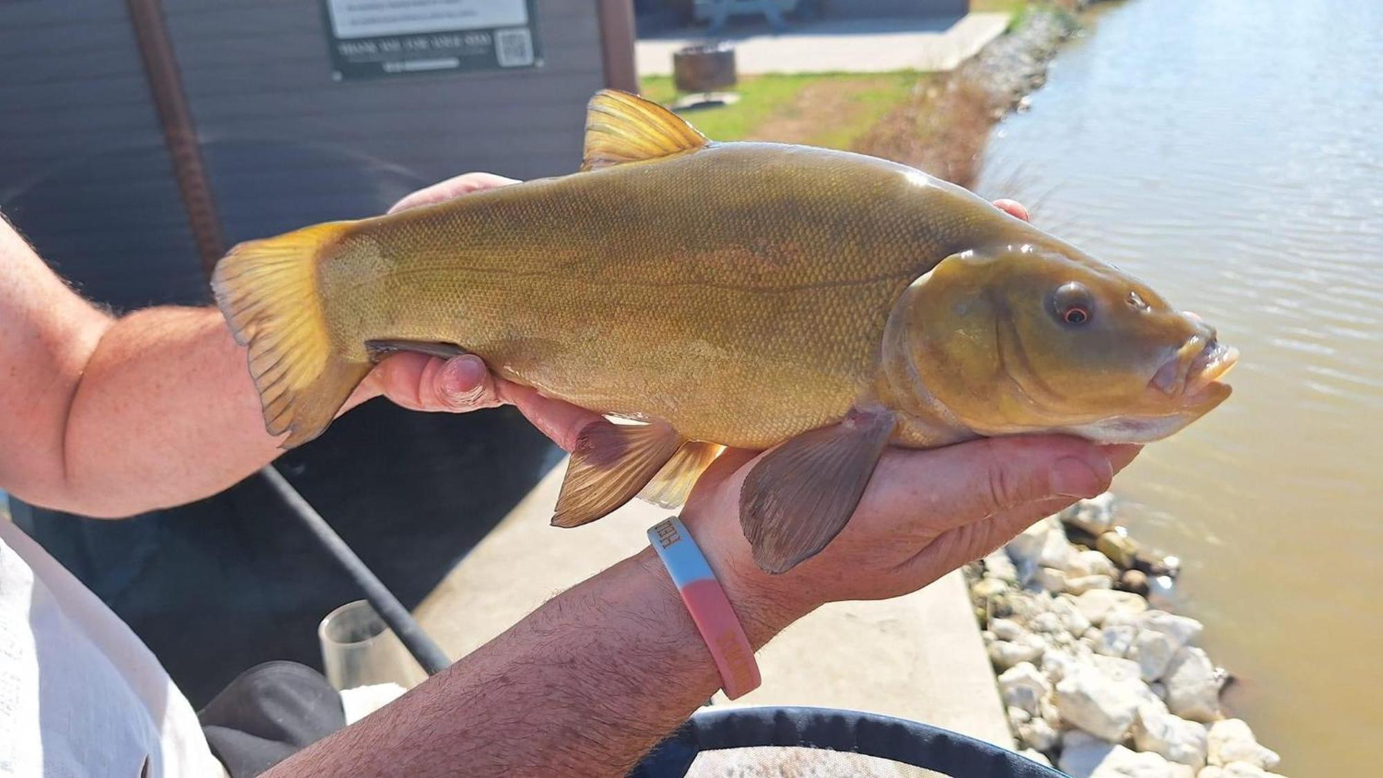 Lakeside Fishing Retreats Boston Bilik gambar
